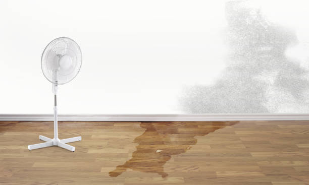 Best Water damage contractors near me  in Valdez, AK